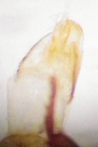 Réf. 270 588 : Agathidium sp.
